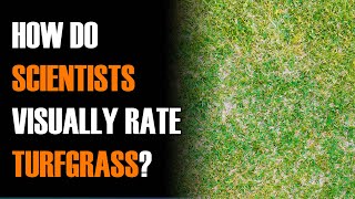 Turfgrass Quality How Do Scientists Visually Rate Turfgrass [upl. by Schwitzer]