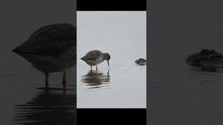 Common redshank [upl. by Tihw]