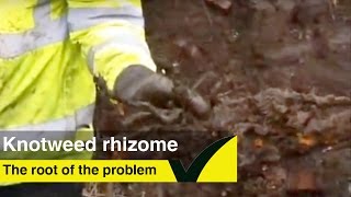 How to identify a Japanese knotweed rhizome [upl. by Rekyr566]