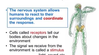 Nervous System Part 1  Overview ALevel Biology [upl. by Aicekal]