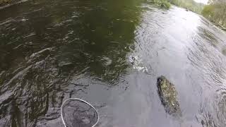 Czech nymphing for Welsh Dee Brown trout at Llangollen [upl. by Asiled]