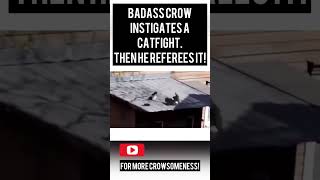 Watch This Badass Crow Instigate and Referee an Epic Cat Fight crow cat catfight shortsviral [upl. by Saberhagen]