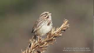 Song Sparrow in Maine [upl. by Sethi]