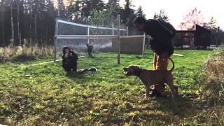 Executive Protection trained pitbull AMAZING Ddk9 [upl. by Diet]