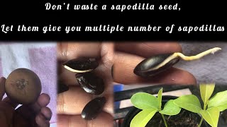 How to grow Sapodilla plant from seeds [upl. by Lawrenson11]