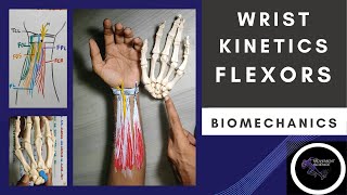 WRIST JOINT KINETICS FLEXORS  WRIST JOINT COMPLEX BIOMECHANICSPhysiotherapy [upl. by Akirdna]