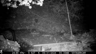 Opossum carrying leaves [upl. by Eta]