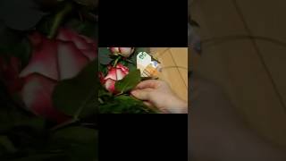 Herz Geld Geschenk machen mit Blumen ❤️ Herz falten 💶 Geld Geschenke machen ❤️Money Gift Idea [upl. by Anceline]