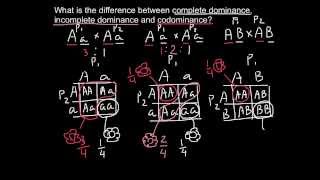 Complete Incomplete Dominance and Codominance  difference explained [upl. by Iret794]