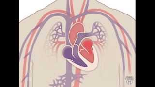 The Heart and Circulatory System  How They Work [upl. by Misak]