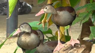 Pato Guirirí en el Casanare Dendrocygna autumnalis discolor [upl. by Lonni119]