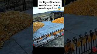 ☠️ TIGRE vs HUMANO ☠️ animales terror [upl. by Burta]