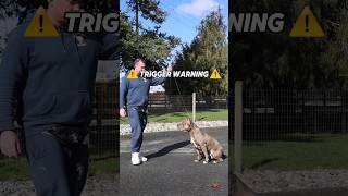 🤯👉Pure Canine Training 👌 shorts dogtraining dog [upl. by Kerstin931]