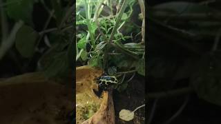 Dart frog check in [upl. by Meghan281]