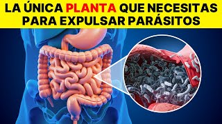 Solo 2 cucharadas Expulsan todos los gusanos y parásitos de tu cuerpo [upl. by Odnamla]