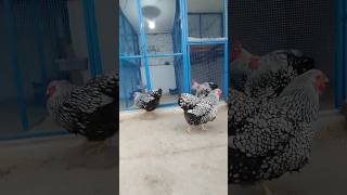 Silver laced Wyandotte chicken wyandotte poultryfarming chicken shorts viral [upl. by Naltiac]