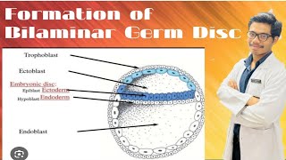 Changes in Embryoblast  Formation of Amniotic Cavity and Primary Yolk Sac [upl. by Waynant]