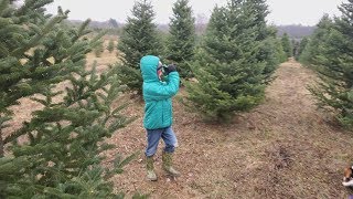 Finding The Perfect Christmas Tree [upl. by Anirat]