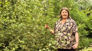 How to Prune Cotoneaster Winter Sprouts  Instructional Video w Plant Amnesty [upl. by Aiouqes]