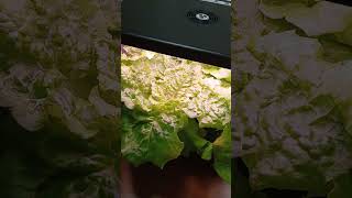 iDOO 12pods vs ClickampGrow Smart Garden 9 [upl. by Lamdin]