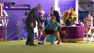 American Foxhounds  Breed Judging 2024 [upl. by Edmea735]