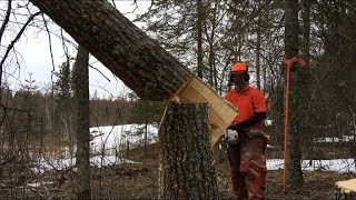 TREES THAT DON’T LIKE HINGE CUTTING Tongue amp Groove Tree Felling [upl. by Calabresi]