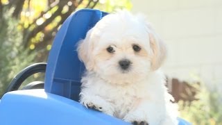 Driving Miss Shichon Puppy [upl. by Ellenwad138]