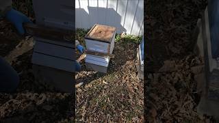 Homestead beekeeping Not our bees [upl. by Salokkin]