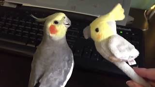 DANK BIRDS MEME COMPILATION 5 [upl. by Wilber]