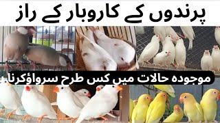 Survive Birds Breeding Market Birds Business Secret Informative Vedio Asif Birds Farm [upl. by Ariem]