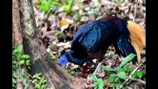 The Pheasants of Danum Valley Borneo [upl. by Janaye]