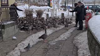 Goose in Central Reykjavik video 1 [upl. by Maidy]