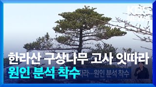 한라산 구상나무 고사 잇따라…원인 분석 착수 기후는 말한다  KBS 20241112 [upl. by Stinky]