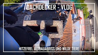 Dachdecker  Vlog  Hitzefrei Altbauabriss und wilde Tiere [upl. by Jarrid]