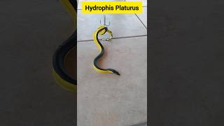 Yellow Bellied Sea Snake In Digha  বিশ্বের বিষধর সাপ এখন Digha তে shorts [upl. by Hoj]