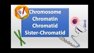 Chromosomes chromatin chromatid and sister chromatid [upl. by Aikkin]