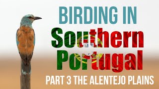 Birding in Southern Portugal Part 3 The Alentejo Plains [upl. by Niltac762]