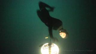 114m FIM Freediving world record [upl. by Cynthie]