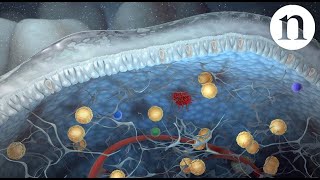 Innate lymphoid cells [upl. by Suzi]