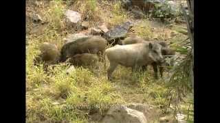 Dead pig  a meal for Wild Boar and birds in India [upl. by Dygert]