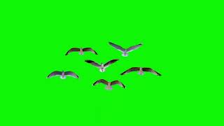 Birds flying top view Free Download [upl. by Aicenaj369]