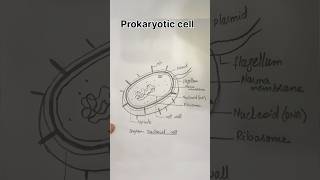 How to draw bacteria shorts [upl. by Oirtemed86]