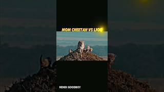 cheetah vs lion trending cheetah lion shorts animals wildlife youtubeshorts viralvideo [upl. by Adnirolc]