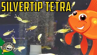 How to Care For Silvertip Tetras Hasemania nana  Silver Tip Tetra School size [upl. by Anaeli]