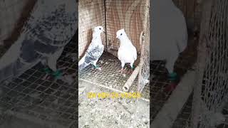 Hyderabadi nilo ka shauk Hyderabadi pigeon minivlog taranding fancypigeon shortvideo kabootar [upl. by Haik]