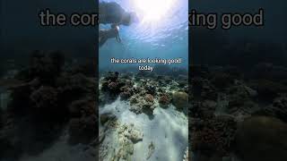 We found a giant clam coral snorkeling shorts underwater [upl. by Broderic]