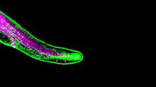 Zebrafish fin development [upl. by Hook]