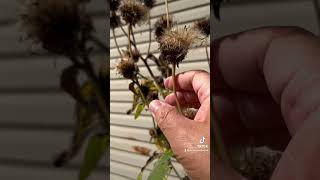 Herbalism minute Seed Saving special guest Elecampane seedsaving earthseeddetroit [upl. by Edaj302]