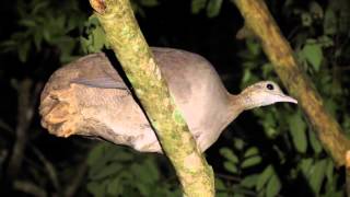 MacucoTinamus solitarius  Solitary Tinamou [upl. by Odell788]