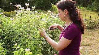 How to Make Bee Balm Tincture [upl. by Bolten]